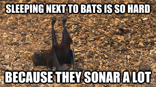 sleeping next to bats is so hard because they sonar a lot -