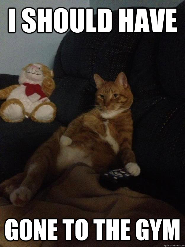 i should have gone to the gym - Lazy cat