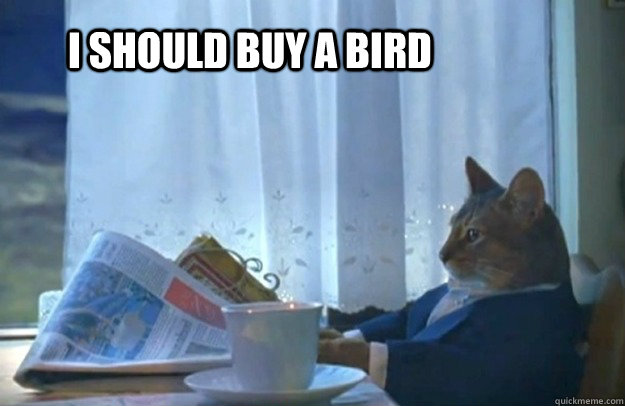 i should buy a bird - Sophisticated Cat