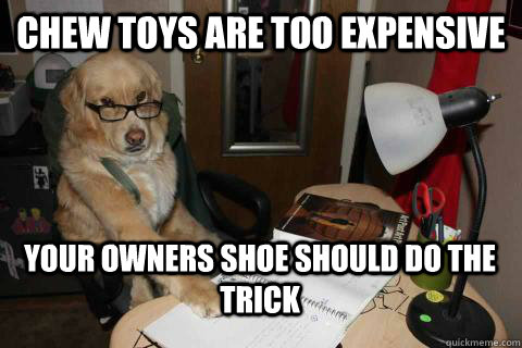 chew toys are too expensive your owners shoe should do the t - Financial Advice Dog