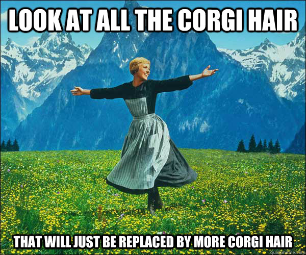look at all the corgi hair that will just be replaced by mor - Sound of Music
