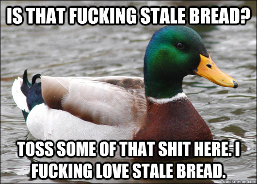 is that fucking stale bread toss some of that shit here i - Actual Advice Mallard