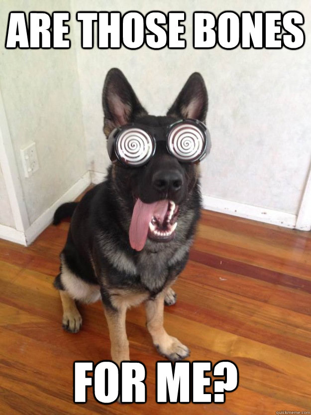 are those bones for me - X-Ray Specs Dog