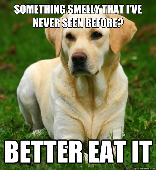 something smelly that ive never seen before better eat it - Dog Logic