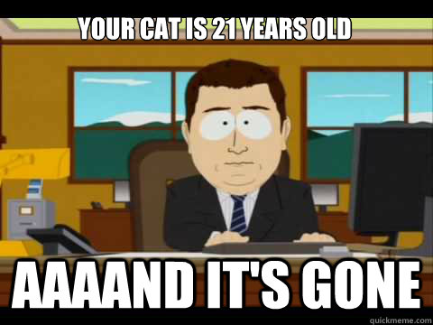 your cat is 21 years old aaaand its gone - and its gone