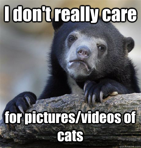 i dont really care for picturesvideos of cats - Confession Bear