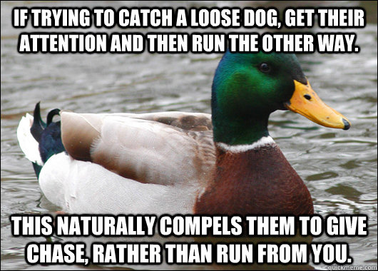 if trying to catch a loose dog get their attention and then - Actual Advice Mallard