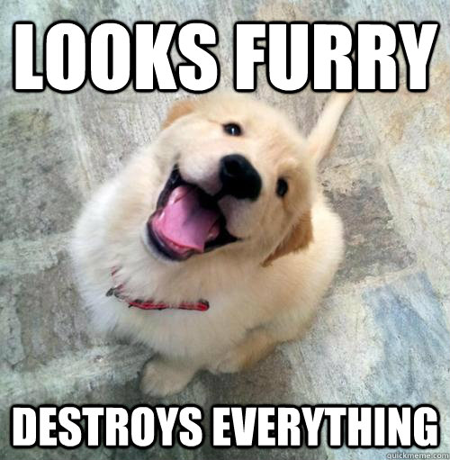 looks furry destroys everything - Actual Puppy