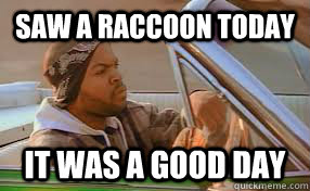 saw a raccoon today it was a good day - A good day