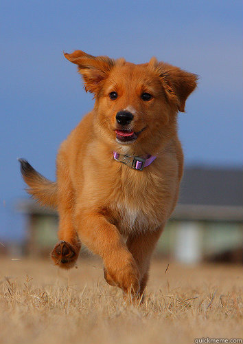 time for time entry  - Ridiculously Photogenic Puppy