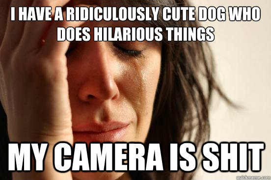 i have a ridiculously cute dog who does hilarious things my - First World Problems