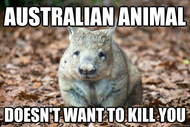 australian animal doesnt want to kill you -