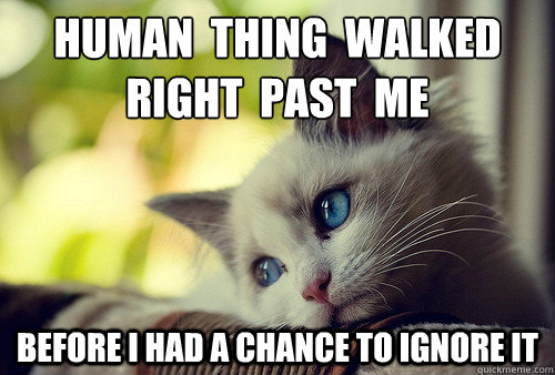 human thing walked right past me before i had a chance - First World Problems Cat