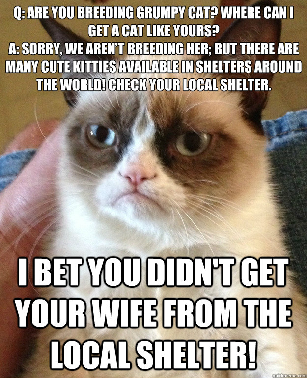 q are you breeding grumpy cat where can i get a cat like y - Grumpy Cat