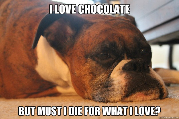 i love chocolate but must i die for what i love - Dog World Problems
