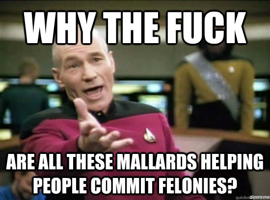 why the fuck are all these mallards helping people commit fe - Annoyed Picard HD