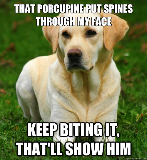 that porcupine put spines through my face keep biting it th - Dog Logic