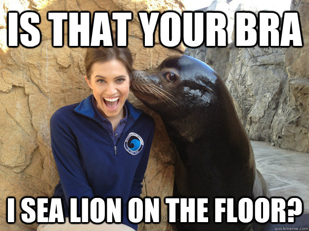 is that your bra i sea lion on the floor - Crazy Secret