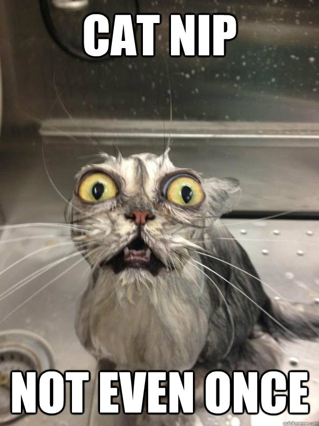 cat nip not even once - cat meth