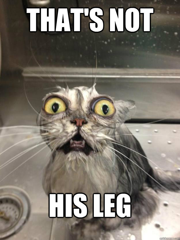 thats not his leg - Scarred for Life cat