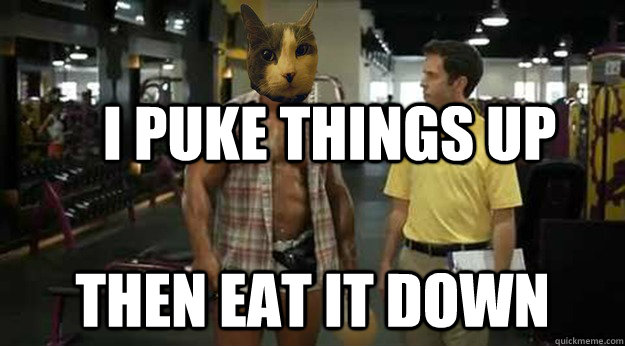 i puke things up then eat it down - Ziggy the Fatass Cat