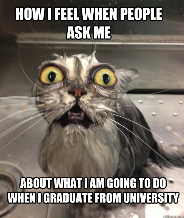 how i feel when people ask me about what i am going to do w - Bath Cat