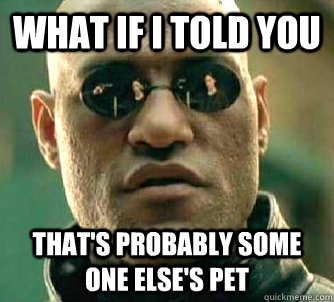 what if i told you thats probably some one elses pet - What if I told you