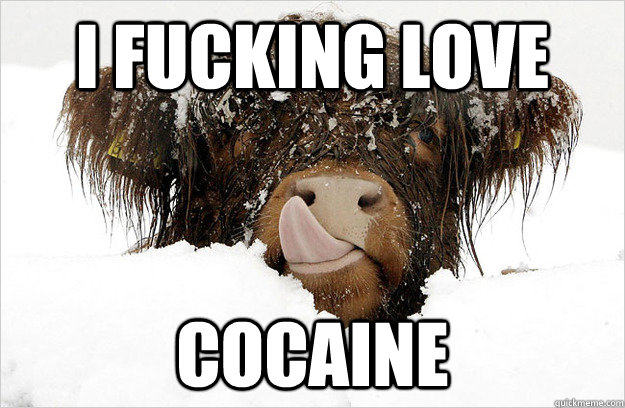 i fucking love cocaine - nom nom cow