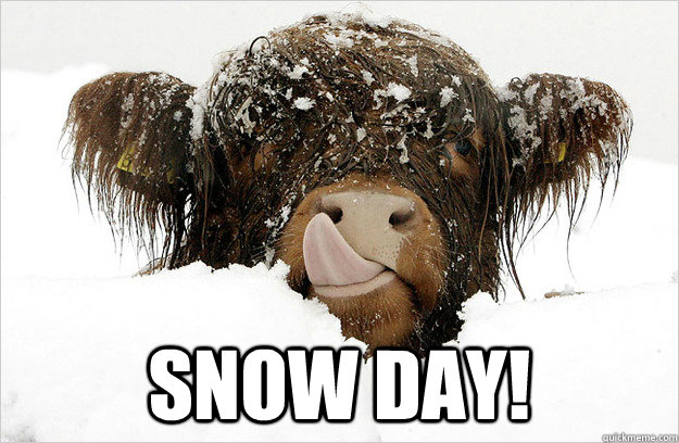 snow day - SNOWCOW