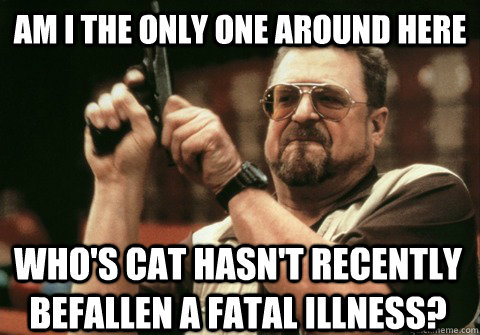 am i the only one around here whos cat hasnt recently befa - Am I the only one