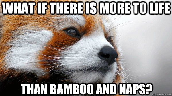 Pin By Lisa Geng On Fun Memes Save The Pandas Red Panda Panda Bear