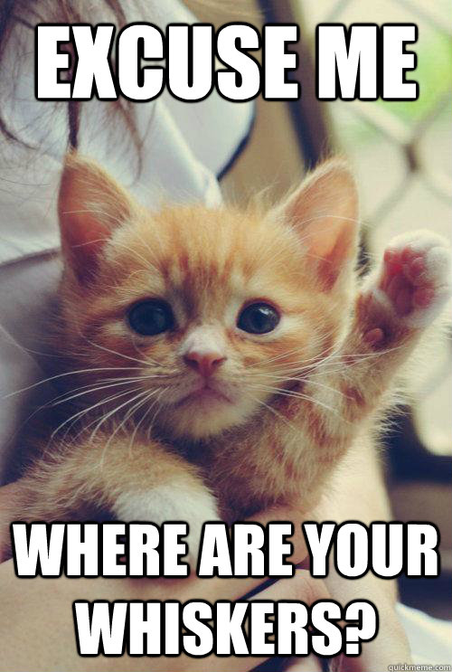 excuse me where are your whiskers -