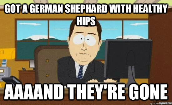 got a german shephard with healthy hips aaaand theyre gone - aaaand its gone