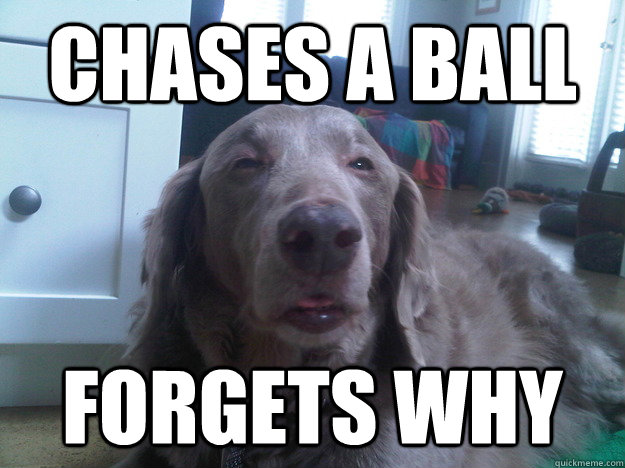 chases a ball forgets why - 10 Dog