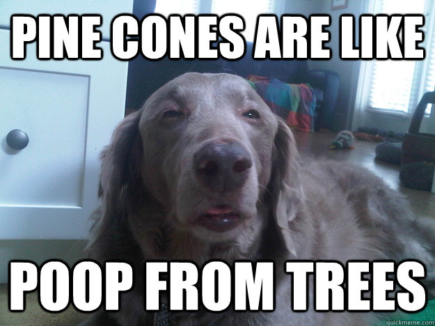 pine cones are like poop from trees - 10 Dog
