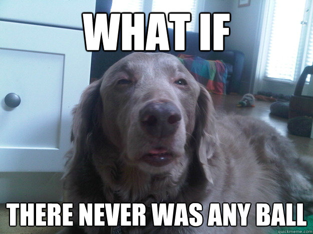 what if there never was any ball - 10 Dog