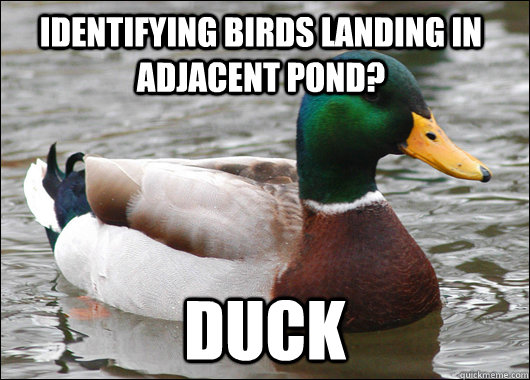 identifying birds landing in adjacent pond duck - Actual Advice Mallard