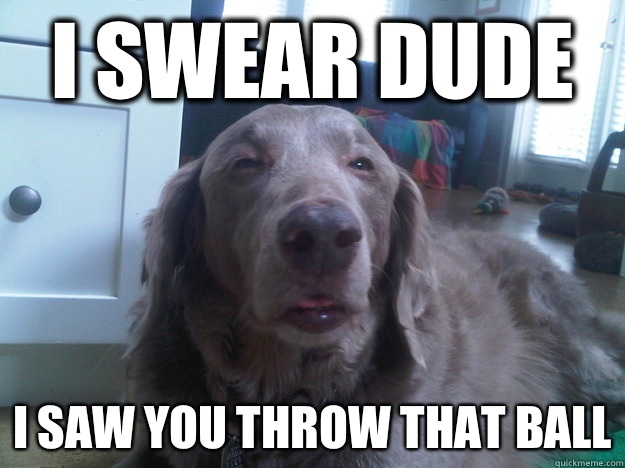 I swear dude I saw you throw that ball - 10 Dog