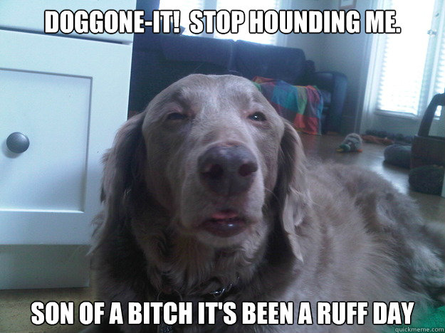 doggoneit stop hounding me son of a bitch its been a ru - 10 Dog
