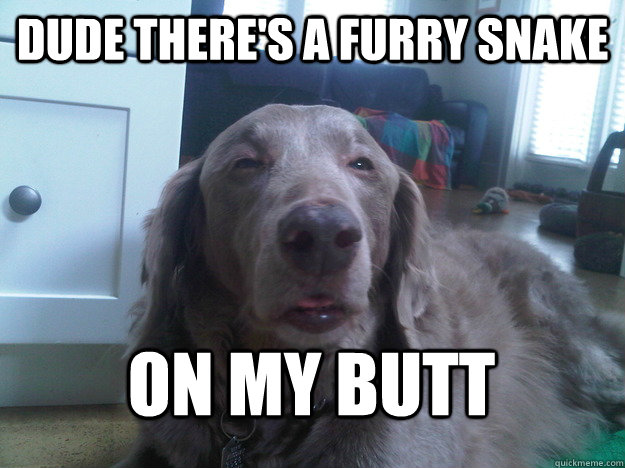 dude theres a furry snake on my butt - 10 dog 2.0