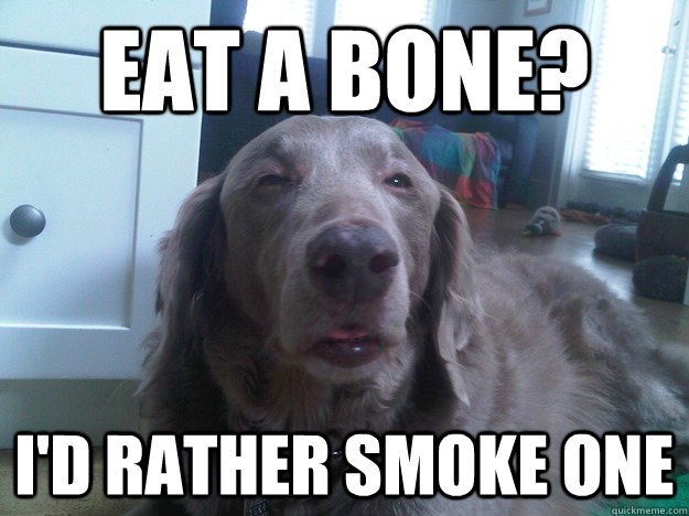 eat a bone id rather smoke one - 10 Dog