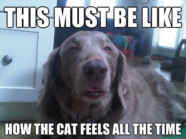 this must be like how the cat feels all the time - 10 Dog
