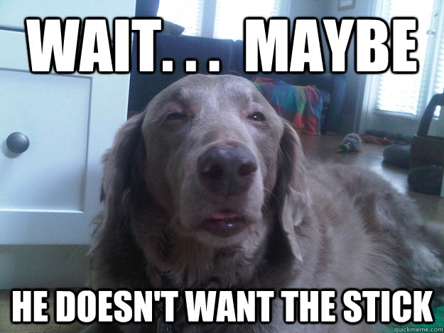 wait maybe he doesnt want the stick - 10 Dog