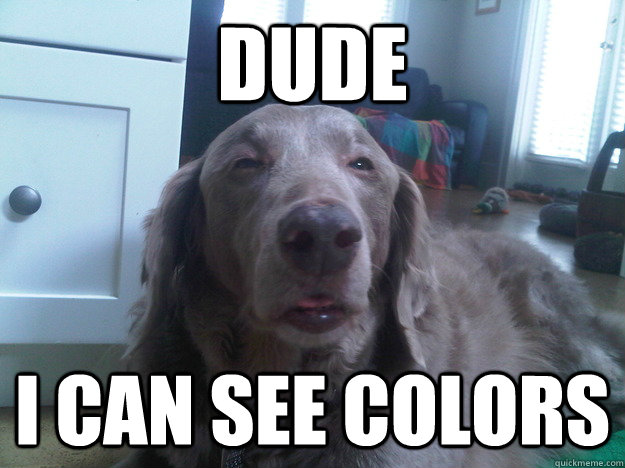 dude i can see colors - 10 Dog