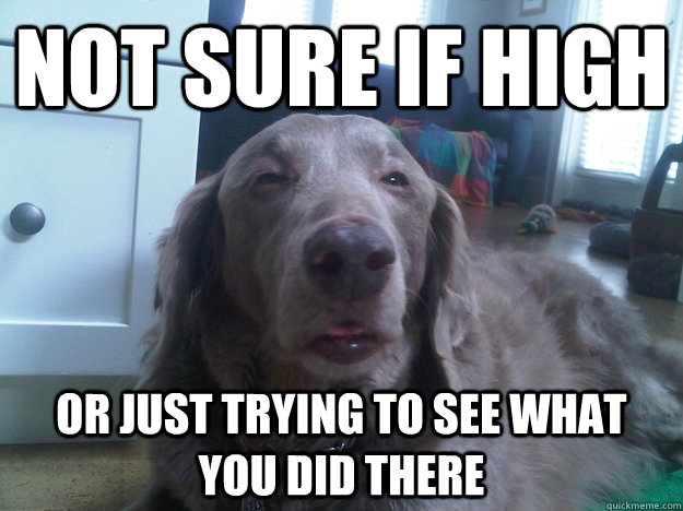 not sure if high or just trying to see what you did there - 10 Dog