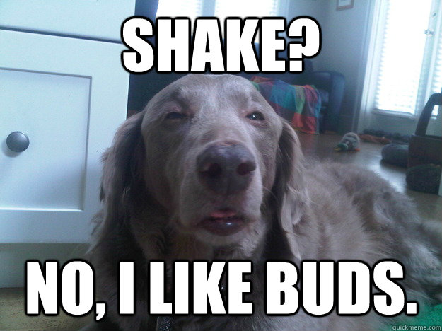 shake no i like buds - 10 Dog