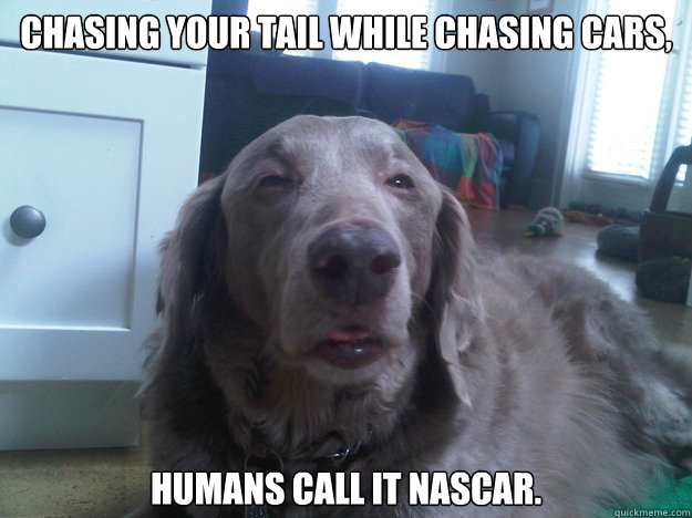 chasing your tail while chasing cars humans call it nascar - 10 Dog