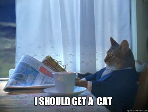 I should get a cat - 1 Cat