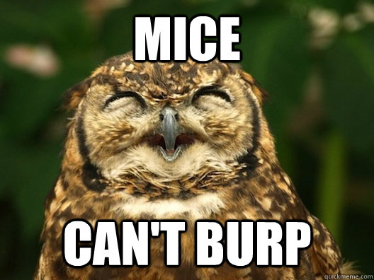 mice cant burp - Useless Fact Owl