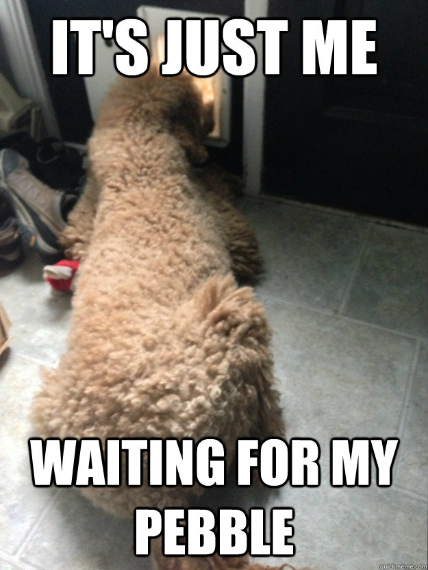 its just me waiting for my pebble - Expectation doggie